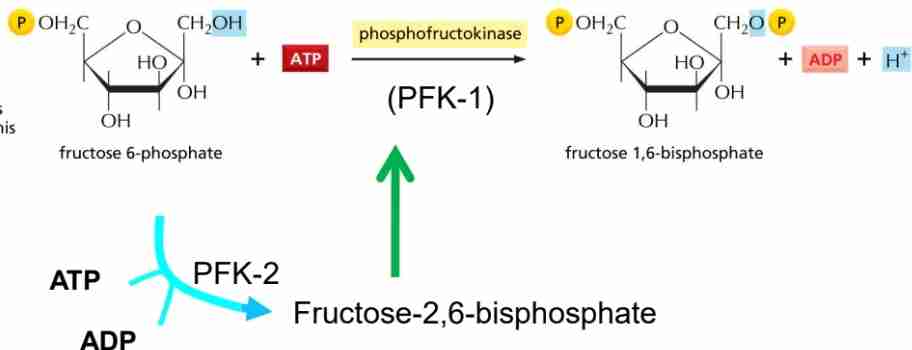 <p>Fructose 6-phosphate + ATP →</p><p>→ fructose 1,6 biphosphate</p><p>Irreversible</p><p>Energy consumptio</p><p>PFK1: allosteric enzyme that regulates the pace of glycoslisis principal rate limiting enzyme</p><p>Inhibited by ATP activated bt AMP</p><p>Allosterically activated by fructose 26 biphosphate</p>