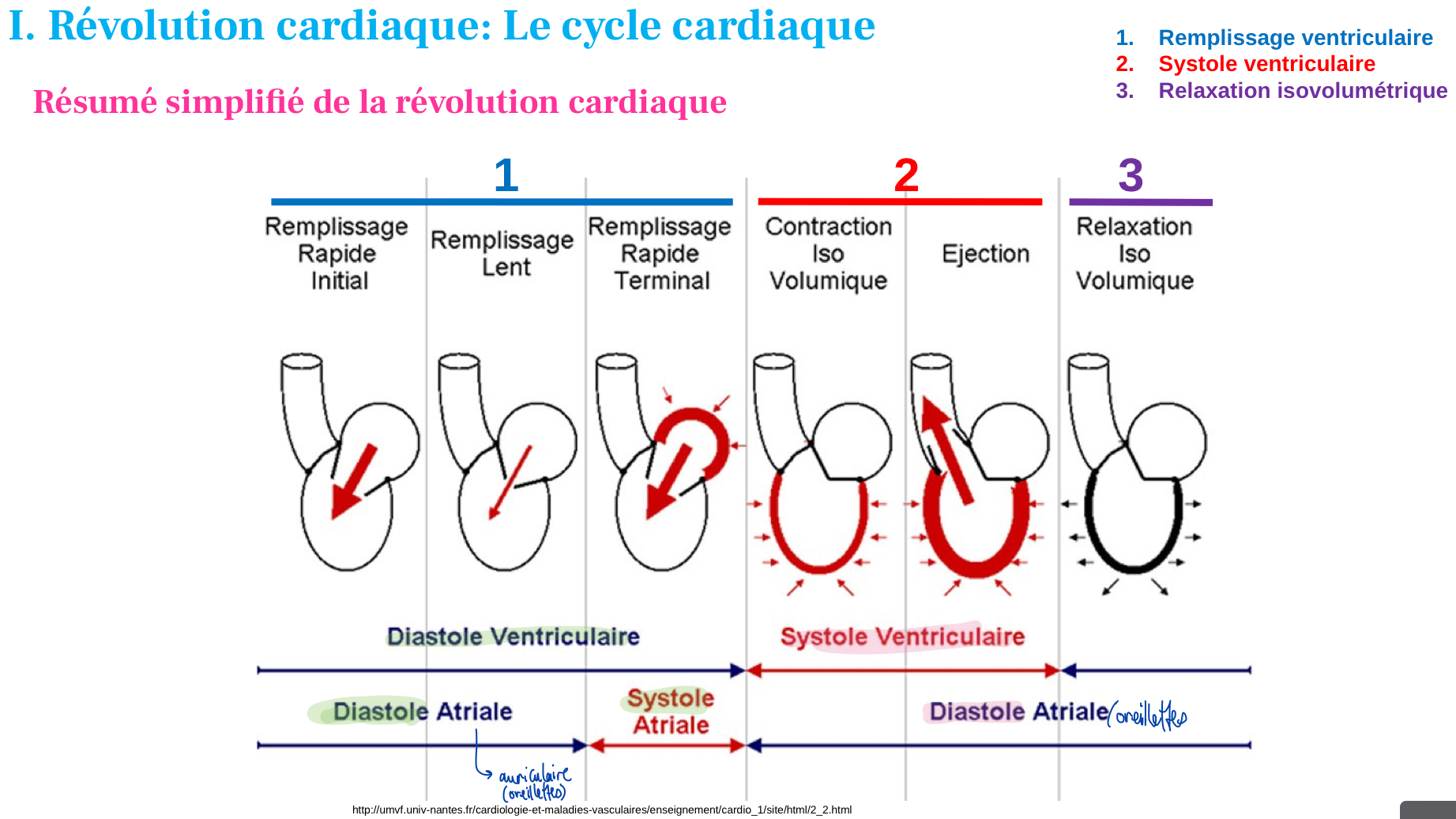<ol><li><p>Systole des oreill → pompage sang dans valves AV vers ventri → sortie sang des oreill. → diastole auriculaire/oreill.</p></li><li><p>Systole ventri → pompage sang dans valve pulmonaire/aortique → sortie sang → diastole des ventris</p></li></ol><p></p>