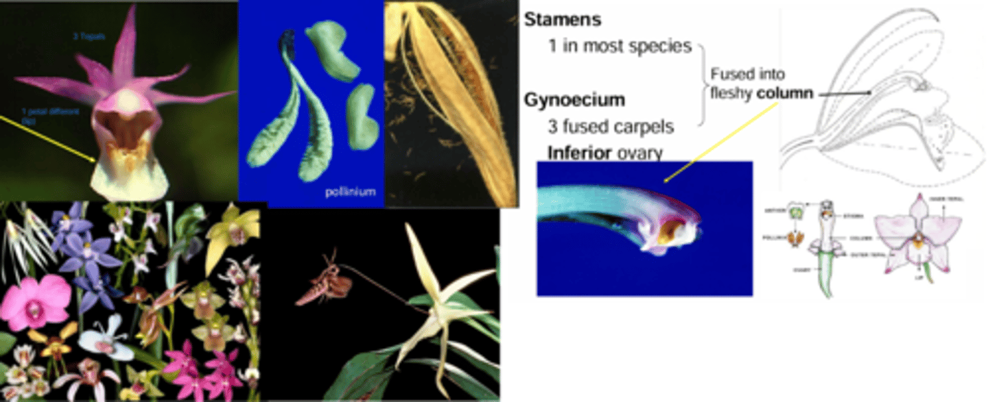 <p>What family has these characteristics? </p><p>Perennial herbs</p><p>Usually grown with Corm or Rhizome</p><p>Leaves: </p><p>- Oval leaves, not grass-like, basal rosette</p><p>- venation often not parallel</p><p>Flowers: </p><p>- Infl. solitary, raceme, or spike </p><p>- bilaterally symmetric (irregular) </p><p>- Teapals = 3 + 3 </p><p>- All tepals showy, 1 petal different = lip </p><p>- Stamen and gynoecium fused into fleshy Column </p><p>- Stamens = 1 </p><p>- Gynoecium = 3</p><p>- Fruit = Capsule with 1000s of tiny seeds, splitting along sides </p><p>All pollen of each flower is packaged into a waxy mass or pollinium, which is dispersed by pollinators as a unit. All the pollen gets moved at once. </p><p>Mycorrhizal fungi necessary for seed germination.</p><p>Very diverse: </p><p>Rewards: (Nectar and Pheromone) </p><p>-Deceit pollination: (Visual and Scent Mimics) </p><p>- Epiphytic (in tropics) </p><p>- Terrestrial (in temperate zone) orchids </p><p>- Some parasitic taxa</p>