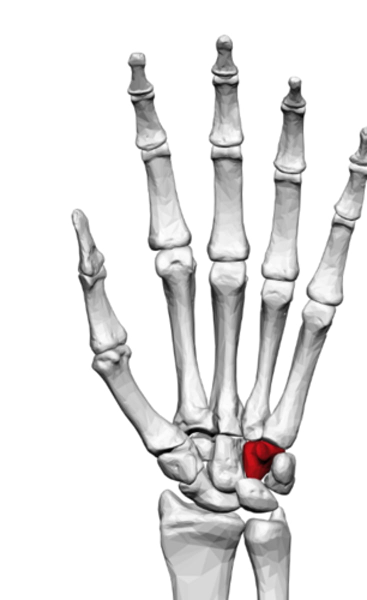 <p>a small, wedge-shaped carpal bone on the pinky side of the wrist featuring a prominent hook</p>