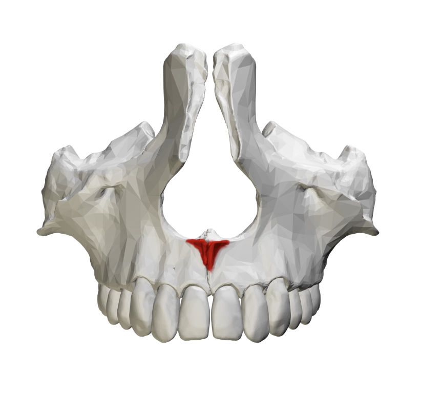 <p>Pointy part on the inferior of the piriform aperture</p>