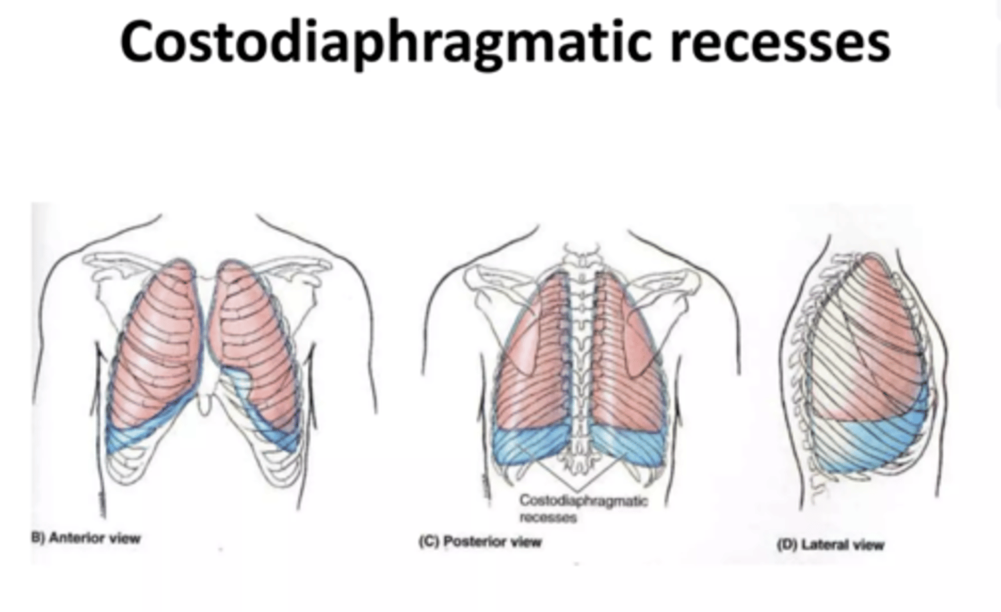 <p>They are spaces where the lungs expand into during inspiration.</p><p>Pathological fluid can be collected in those spaces, without directly affecting the lungs but with some repercussions during forced inspiration.</p>