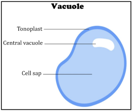<p>function of a <strong>vacuole </strong></p>