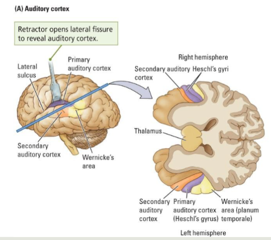 <ul><li><p>primaire auditorische cortex A1→ bewuste verwerking van toon </p></li><li><p>secundaire auditorische cortex <em>Planum temporale </em>→ verwerking van taal (links &gt; rechts) </p><p>→ rechter hersenhelft: analyse van muziek </p></li></ul><p></p>