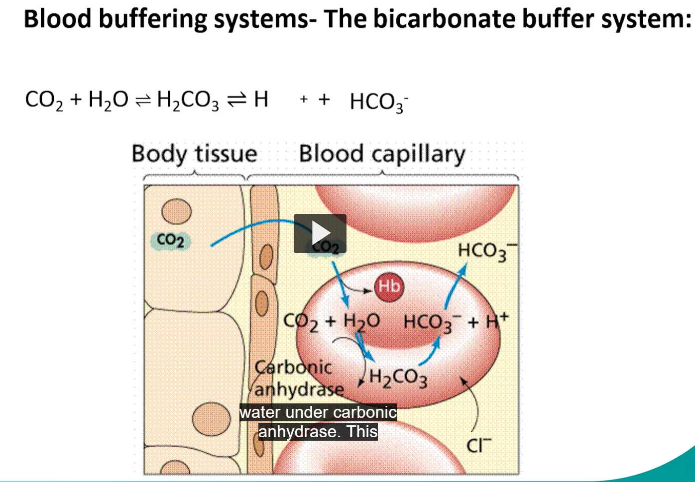 <p>co2+ water= carbonic acid</p><p>carbonic acid dissociates into a proton and bicarbonate</p>