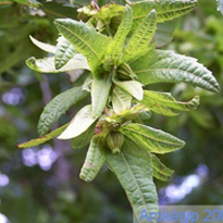 <p><span><em>Carpinus betulus – </em>habr obecný</span></p>