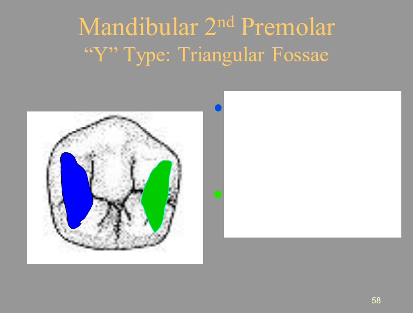 <p>From the picture shown, label the structures of the Mandibular 2nd Premolar of the Occlusal View respectively.</p><ul><li><p><span style="color: blue">1 =</span></p></li><li><p><span style="color: green">2 =</span></p></li></ul>