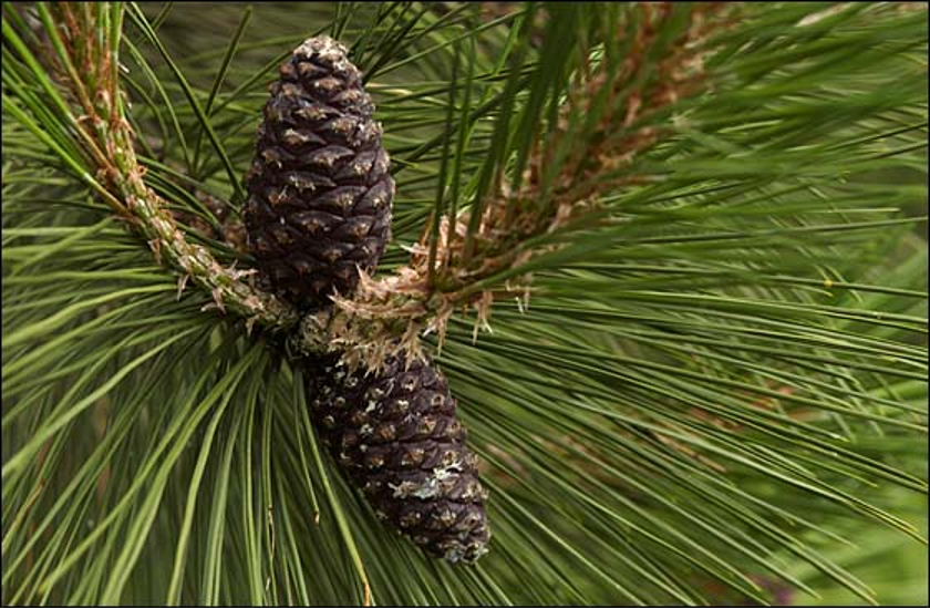 <p>dull brown cone 1-3 inch opens up?</p><p>2 needles 2-3.5 inch 360 twist ORANGE bark&nbsp;</p>