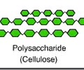 <p><span>A polysaccharide found in the cell wall of plants</span><br><span>Linear chain of glucose</span></p>