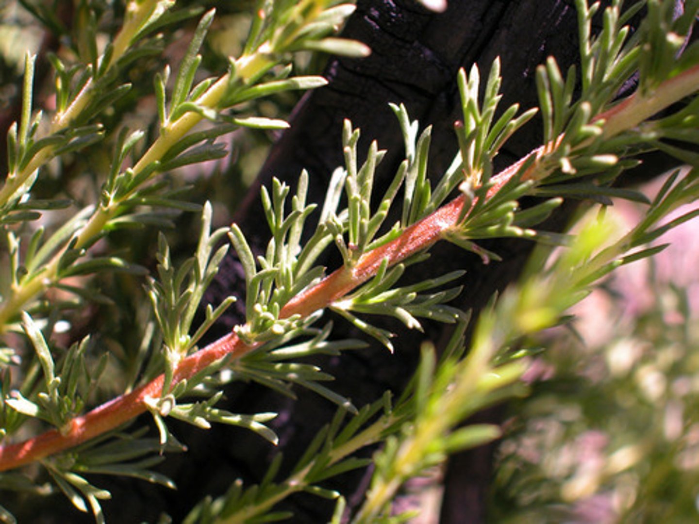 <p>Adenostoma fasciculatum (maritime chaparral, chaparral)</p><p>Leaves: Needle-like, resinous, clustered at nodes.</p><p>Flowers: Small, white in dense clusters.</p><p>Ecology: Fire-adapted with resprouting ability.</p>