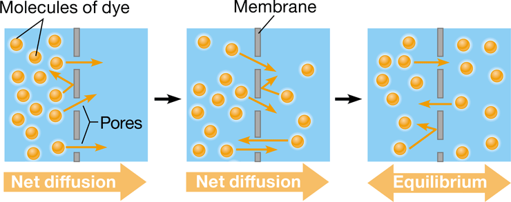 <p>difference between the number of molecules moving in the direction of the force &amp; the number of molecules moving in the opposite direction</p>