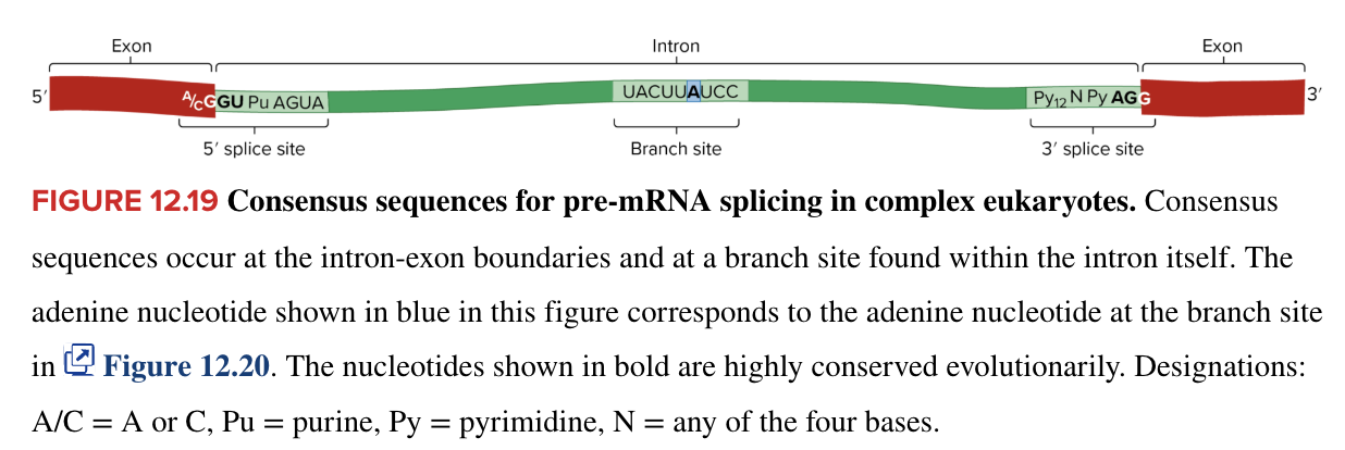 <ul><li><p>3 mechanisms have been ID’ed</p></li><li><p>all 3 cases involve</p><ul><li><p>removal of the intron RNA from pre-mRNA transcript</p><ul><li><p>intron RNA is defined by particular sequences within the intron and at the intron-exon boundaries</p><ul><li><p>consensus sequences for pre-mRNA splicing in complex eukaryotes occur at the intron-exon boundaries and at a branch site within the intron itself</p><ul><li><p>bases at these sites are highly conserved evolutionarily</p></li></ul></li></ul></li></ul></li><li><p>covalent linkage of the exon RNA fragments to form mature mRNA molecule</p></li><li><p>eukaryotic RNA modification</p></li></ul></li></ul><p></p>