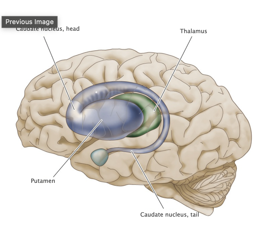 <p>A major gray matter component of the basal ganglia representing the lateral aspect of the striatum; located deep in the frontal lobe, just lateral to the internal capsule, caudate nucleus and globus pallidus. Together with other structures in the basal ganglia, the putamen is involved in regulating the expression of bodily movements by integrating widespread inputs from the cerebral cortex and modulating the activity of relevant thalamic relay nuclei.</p>