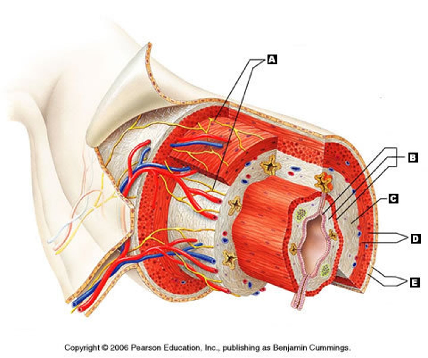 <p>A nerve plexus located between the circular and longitudinal layers of the muscularis externa.</p>