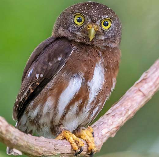 <p>What bird is this?</p>