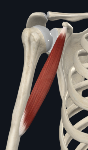 <p>Coracobrachialis</p>
