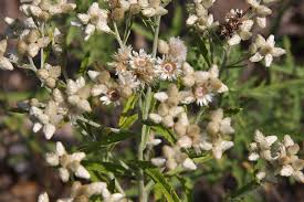 <p>Rabbit tobacco </p>