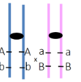 If the 2 genes were linked, but there was crossing over at “X”, what gamete genotypes would be produced by this cell?