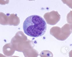 <p>what cell is this?</p>