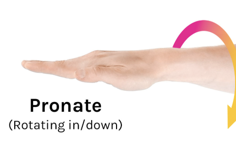 <p>Forearm Pronation</p>