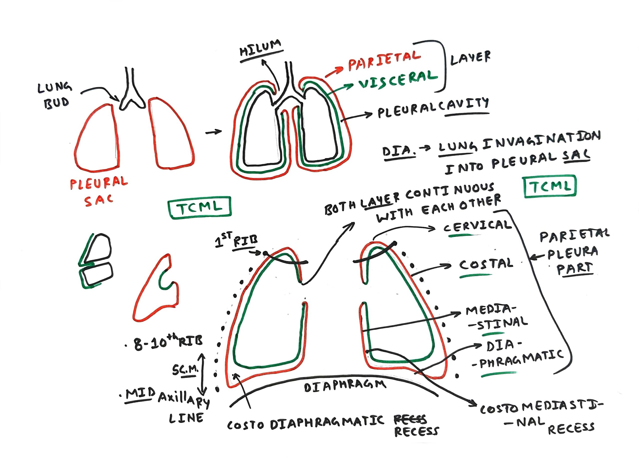 <p>potential space that extend 3cm below the level of the lungs contained within the parietal layers</p><ul><li><p>allow for optimal lung expansion</p></li></ul><p></p>