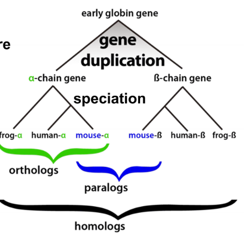 genes related by duplication within the genome and often they acquire a new function