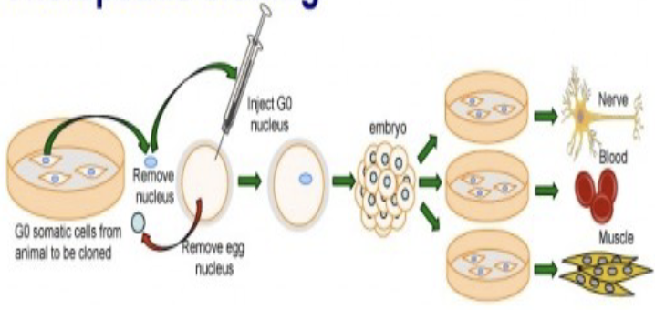 <ul><li><p>the production of embryonic stem cells for the use in replacing or repairing damaged tissues or organs</p></li><li><p>achieved by transferring a diploid nucleus from a body cell into an egg whose nucleus has been removed</p></li><li><p>creating embryo develops under laboratory conditions</p></li><li><p>responsible for creating embryonic stem cells to treat diseases such as diabetes and Alzheimer’s disease</p></li></ul><p></p>