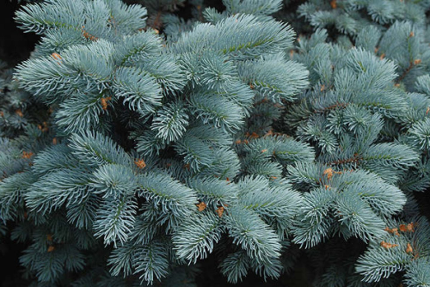 <p>Blue spruce</p>