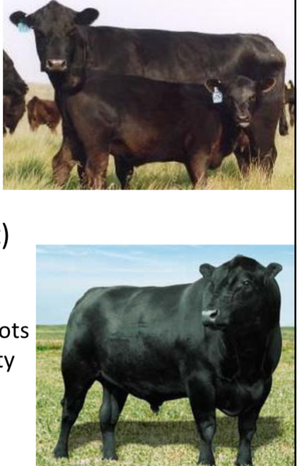 <p>BEEF CATTLE BREEDS: what is the breed, origin, size, horns, and their traits?</p>