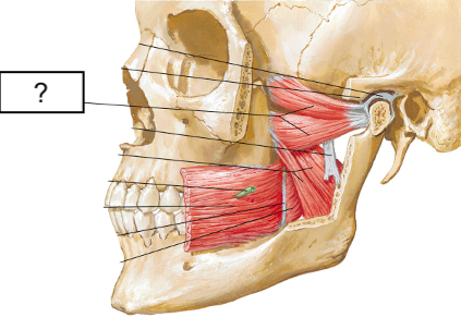<ul><li><p>superior head origin: greater wing of sphenoid</p></li><li><p>inferior head origin: lateral wall of lateral pterygoid plate</p></li><li><p>insertion: both heads converge into a tendon that attaches to neck of mandible near TMJ</p></li><li><p>actions: mastication; bilateral protraction of mandible (pushes jaw forwards), unilateral contralateral jaw movement</p></li></ul>