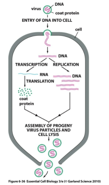 <p>What is this a diagram of</p>