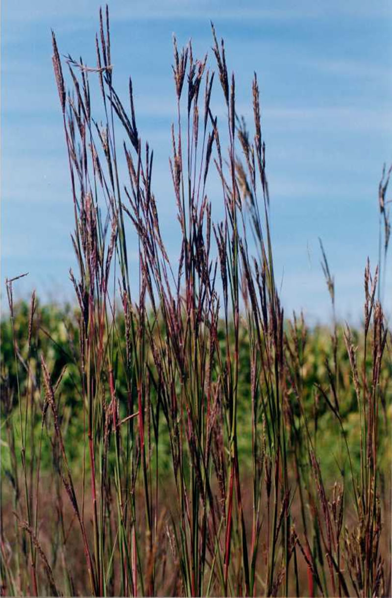 Big Bluestem