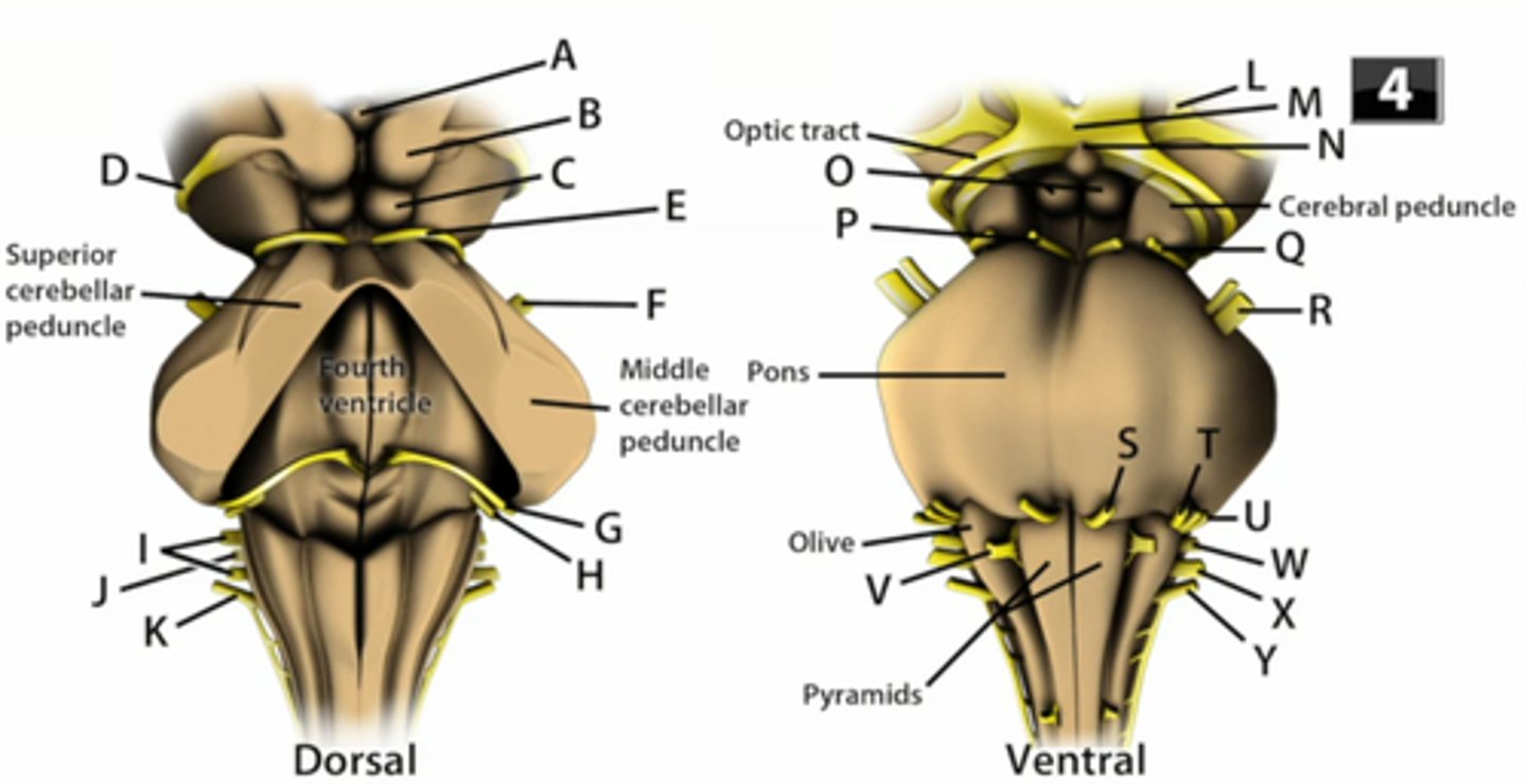 <p>MIDDLE CEREBELLAR PEDUNCLES</p>