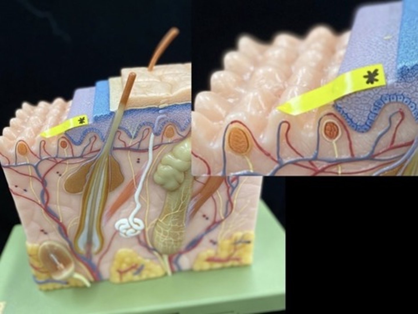 knowt flashcard image