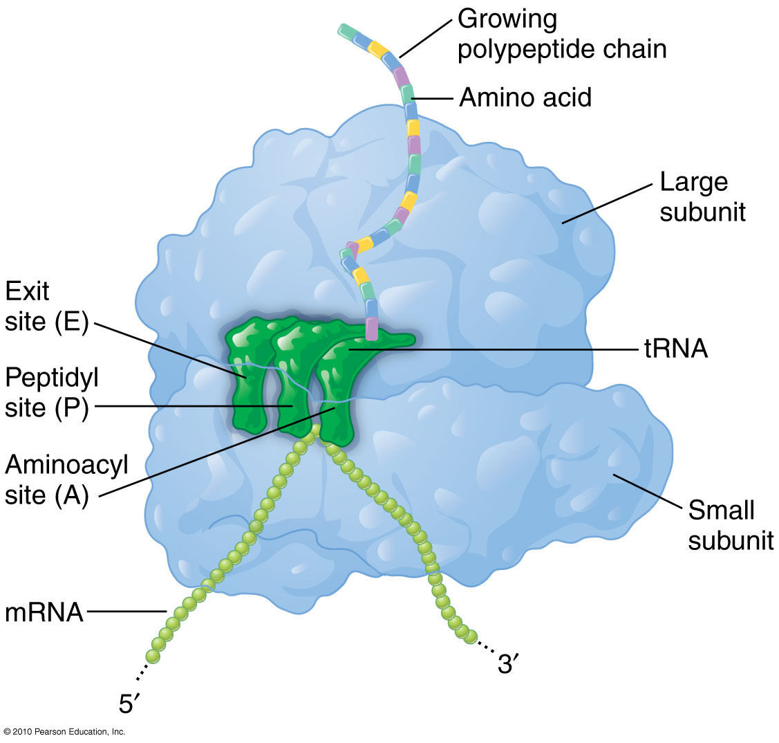 <p>What type of RNA is this?</p>