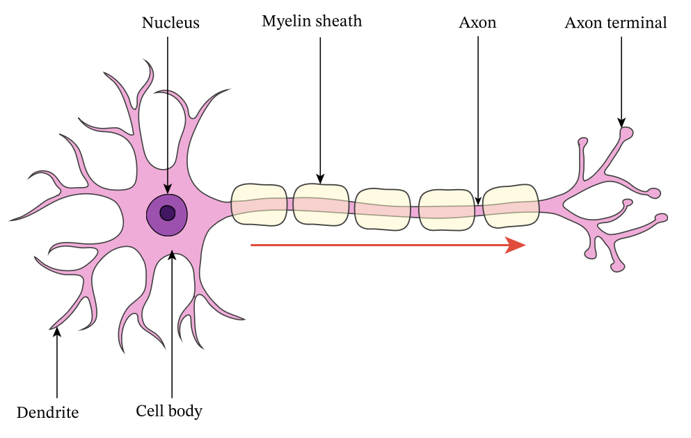<p>Carries signals from the CNS towards PNS (organs, muscles and glands) - controls muscle contraction + relaxation</p>