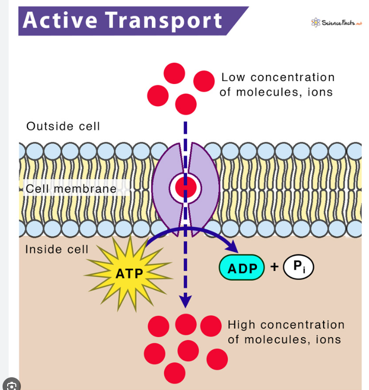<ul><li><p>Pumps (carrier proteins) that move positively charged ions across the membrane&nbsp;</p></li><li><p><strong>Electrochemical Gradient:&nbsp;</strong></p><ul><li><p><strong>Voltage </strong>across a membrane is a difference in electrical charge on either side of a membrane&nbsp;</p></li><li><p>Forms as a result of many positive cations on one side of a membrane compared to the other&nbsp;</p></li><li><p>Both the voltage difference and difference in ion concentration creates an <strong>electrochemical gradient&nbsp;</strong></p></li><li><p>It is a form of stored potential energy which is used in nerve impulse transmission or to make ATP&nbsp;</p></li></ul></li></ul><p></p>