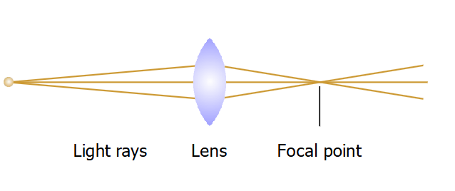 <p>The lens is made of clear cells with no nuclei</p><ul><li><p>Cells are packed into structures called crystallins with no proteins.</p></li><li><p>They are arranged in a zipper manner in layers for flexibility.</p></li><li><p>Since it has no blood supply, it absorbs its nutrients from the aqueous humor.</p></li></ul><p>The lens is convex</p><ul><li><p>Fatter in the middle and thinner at the edges.</p></li><li><p>Makes light rays converge to a focal point.</p></li></ul><p>How much light bends depends on the angle it hits the lens</p><ul><li><p>Its refraction depends on the angle of incidence. </p></li><li><p>The angle depends on the shape of the lens and direction of the light.</p><ul><li><p>Right angle → no bend</p></li><li><p>Obtuse angle → downward bend</p></li><li><p>Acute angle → upward bend</p></li></ul></li><li><p>Can change the shape of the lens to alter the angle and thus bend the light more or less.</p></li><li><p>Rounder lens = more bending = closer focal point,</p></li></ul><p></p>