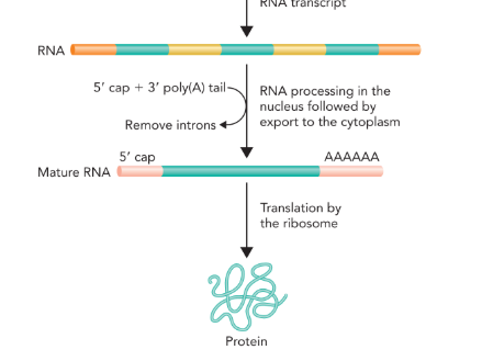 <ul><li><p>5’ capping— addition of methylguanosine </p></li><li><p>3’ poly-A tail (polyadenylation— addition of 100-250 adenine nucleotides)</p></li><li><p>splicing— <span>introns are removed by a complex of proteins called spliceosome; splicing can be used by a the cell to increase the variability of a protein produced by a gene</span></p></li><li><p>contributes to stability and translational efficiency of mRNA</p></li></ul><p></p>