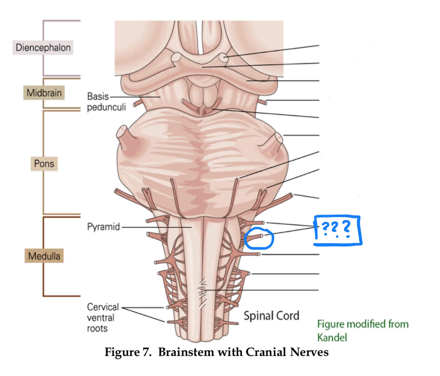 <p>sensation of visceral pain and the parasympathetic control of the heart, lungs, and digestive tract</p>