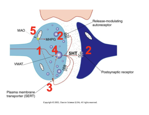 
1. Synthesized in neuron
2. released into cleft and can act on pre or post receptors
3. Reuptake is with the plasma mem. transporter SERT
4. Packaged back into vesicles with VMAT/VMAT2
5. Degraded by MAO in mitochondria