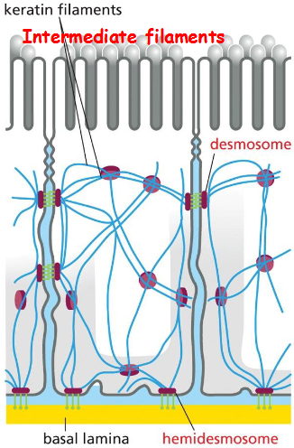 <p>The epithelial cells are indirectly connected to one another through desmosomes, and to the basal lamina through hemidesmosomes</p>