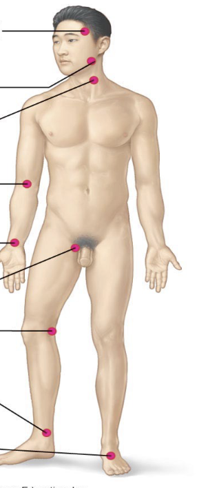 <p>Name the pulse points</p>