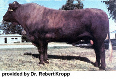 -Originates in FRANCE, introduced to US in 1975
-Polled or horned, dark mahogany to black
-Large, well shaped pelvic area, calving ease, good soundness