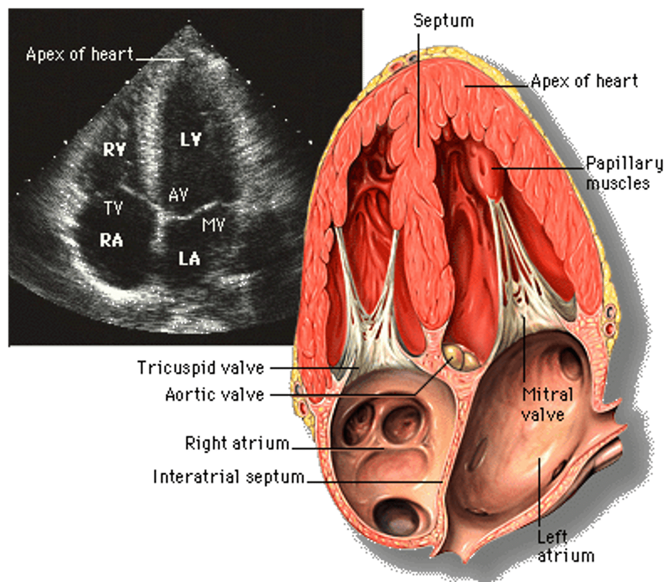 <p>transducer located over apex, giving a 4CH view</p>