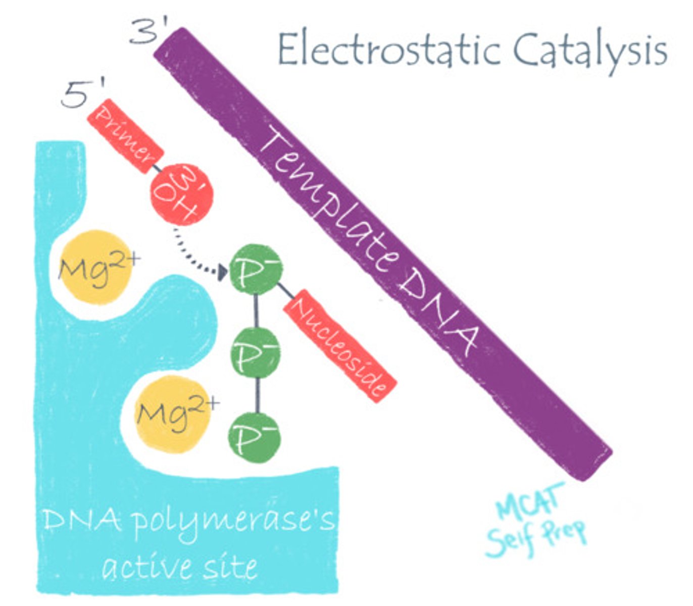<p>The magnesium ion (Mg) is an example of a co-factor because it is stabilizing the DNA and is directly involved in catalysis. Also, it is not carbon-based, so it cannot be a co-enzyme. Cations are very common co-factors!</p>