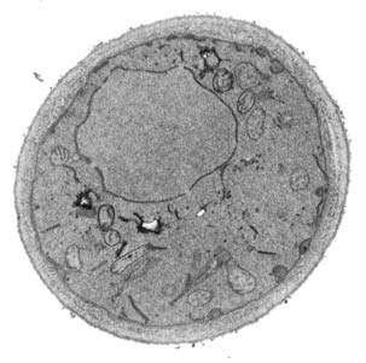 <p>Twisted structure formed by two DNA strands.</p>