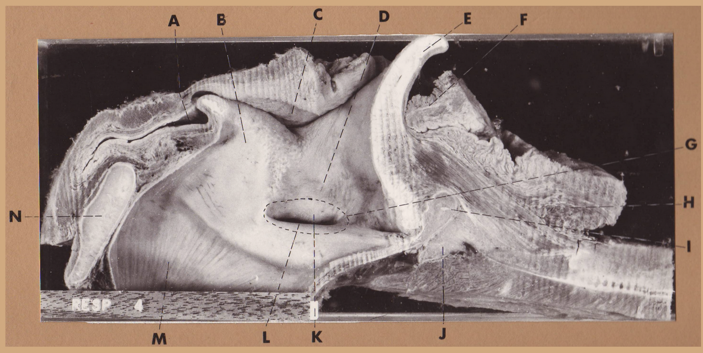 <p>L </p><p>(horse laryngeal region, sagittal)</p>