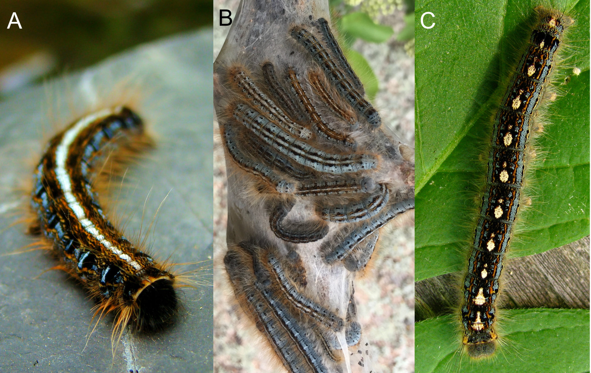 <p>tent caterpillars</p><ul><li><p>eastern (Malacosoma americanum)</p></li><li><p>western (M. californicum)</p></li><li><p>sonoran (M. tigris)</p></li></ul>