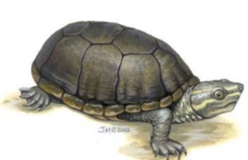 <p>Sternotherus odoratus</p>